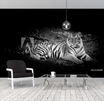 Picture of Black White Tiger